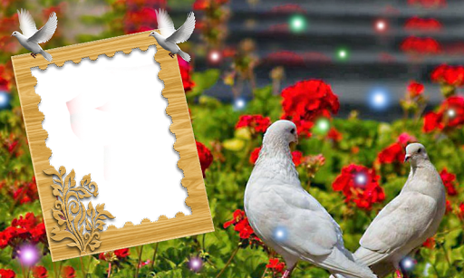Android application Bird Love Photo Frames 2019, P screenshort