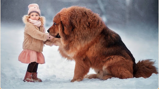 Tibetan Mastiff Screen 2