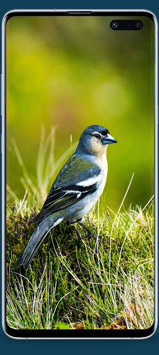 Bird Wallpaper HD Screen 2