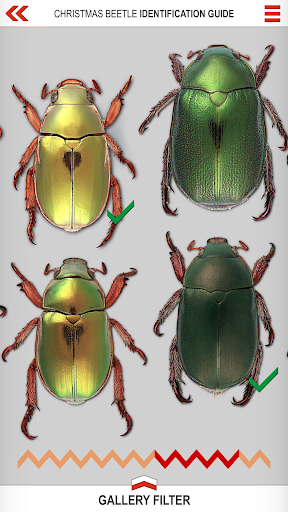 Xmas Beetle ID Guide Screen 2