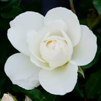 White Rose Live Wallpaper Pro