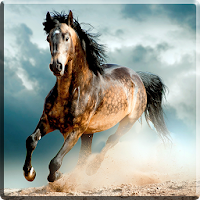 Horses Video Live Wallpaper