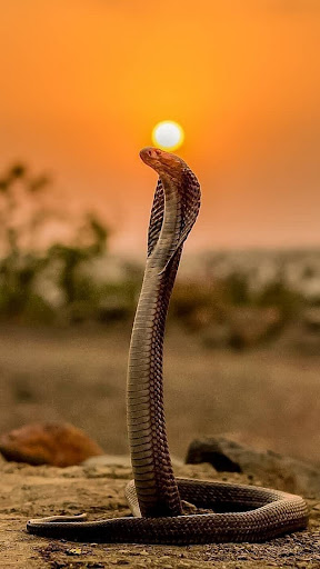 Snake Wallpaper Screen 3