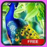 Beautiful Peacock Live Wallpap icon