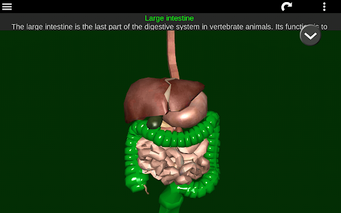 Internal Organs in 3D (Anatomy) 2.5 Screenshots 20