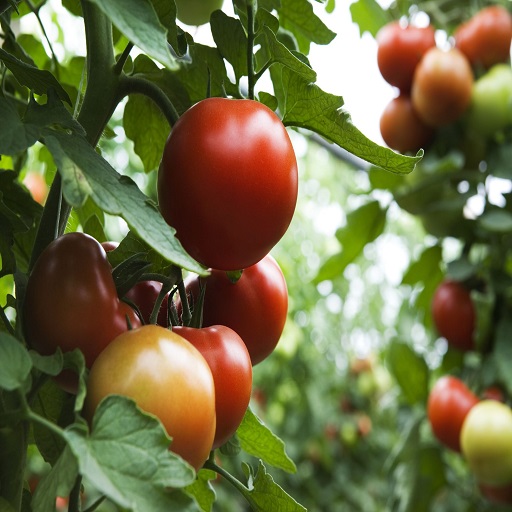How to Grow Tomatoes in Pots Download on Windows