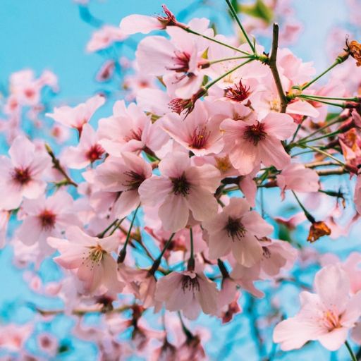 Cherry Blossom Wallpapers Download on Windows