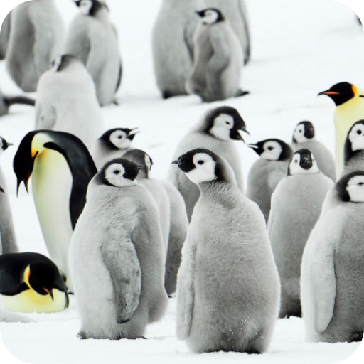 Penguins Video Live Wallpaper logo