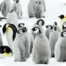 Icon image Penguins Video Live Wallpaper
