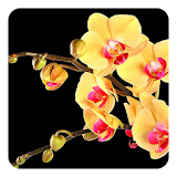 Exotic Flowers Live Wallpaper icon