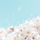 Cherry blossom Bloom Theme icon