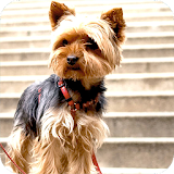 Yorkshire Terrier Background icon