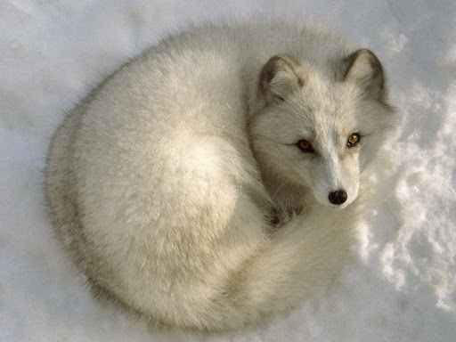 Android application Arctic Fox Wallpaper HD screenshort