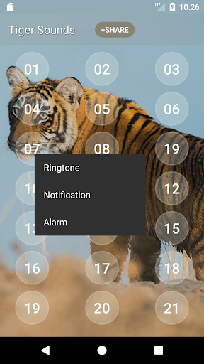 Tiger Sounds Screen 3
