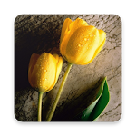 Cover Image of Herunterladen Yellow Tulip Wallpapers HD 1.0 APK