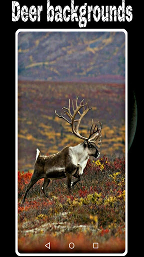 deer backgrounds pictures photos images wallpaper