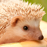 Cover Image of Download Hedgehogs Live Wallpaper  APK