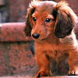 Miniature Dachshund Dogs Theme icon