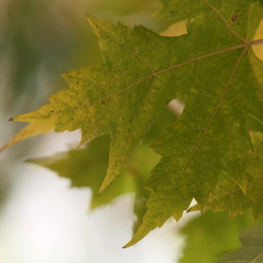 maple tree live wallpaper logo