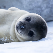 Seal Wallpapers