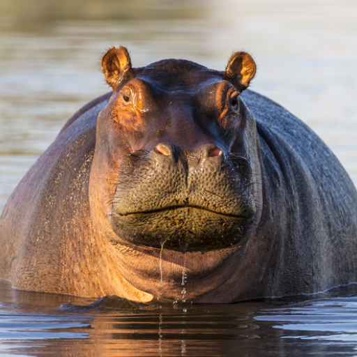Hippopotamus Sounds 1.6 Icon