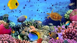 screenshot of Ocean Fish Live Wallpaper