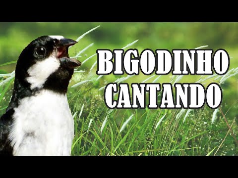 Android application Canto de Bigodinho screenshort