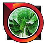 Cover Image of Télécharger how to grow mustard greens  APK
