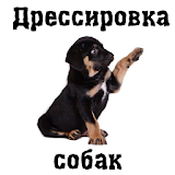 Дрессировка собак icon