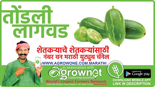 तांबडा भोपळा लागवड #Agrownet™ Screen 3