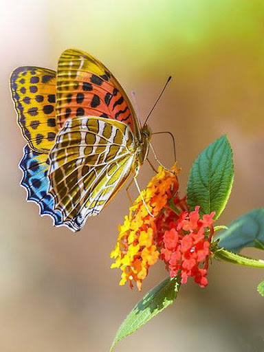 Butterfly Jigsaw Puzzles Screen 2