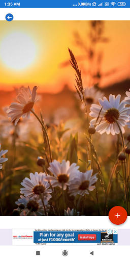 Sunflower HD Wallpapers