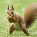 Cover Image of Download Squirrel Sounds ~ Sboard.pro  APK