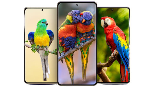 Cute Parrot 4K Bird Wallpapers