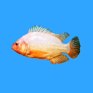 Bioflok Nila icon