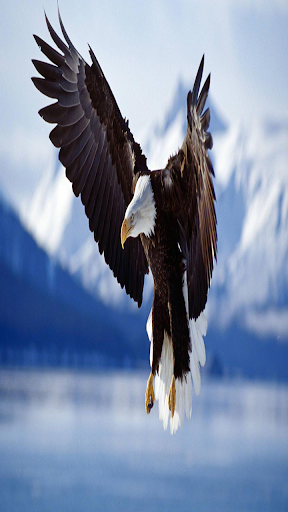 Eagle Wallpaper 4k