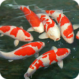 Koi Fish live wallpaper icon
