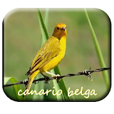 Canario Belga icon