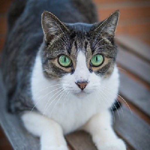 imagenes de gatos logo