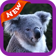 Koala Wallpaper 3.0 Icon