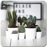 Cactus Plant Home Decor icon
