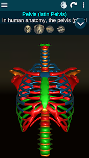 Osseous System in 3D (Anatomy) screenshots 2