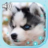 Husky Puppies Live Wallpaper icon