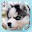 Husky Puppies Live Wallpaper Download on Windows
