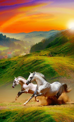 Beautiful horses Screen 3