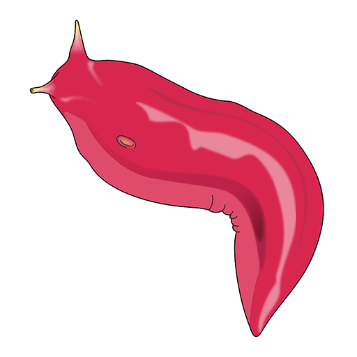 Slug Sleuth - Mt Kaputar (NSW) logo