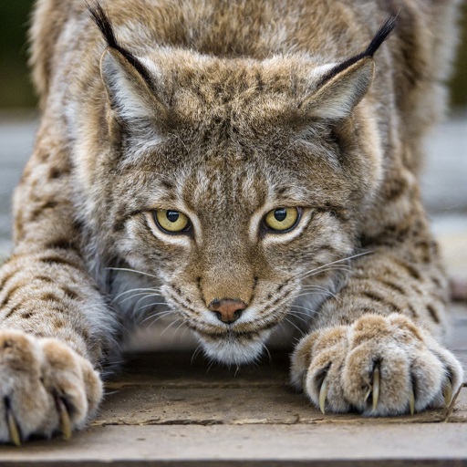 Lynx Wallpapers logo