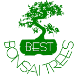 Best Bonsai Trees icon