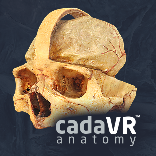 cadaVR anatomy  Icon