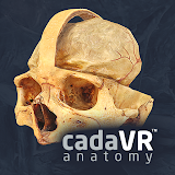 cadaVR anatomy icon
